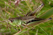 Meadow Grasshopper